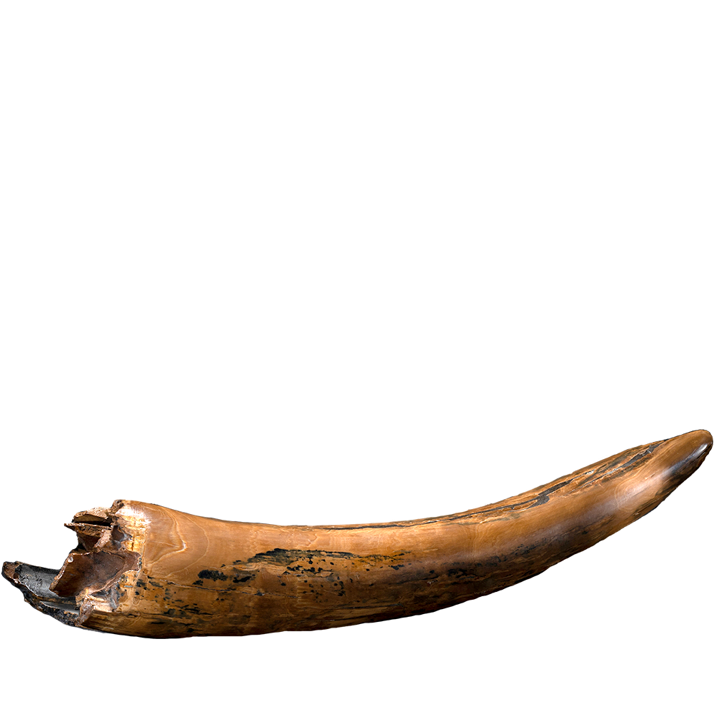 Mammoth Tusk