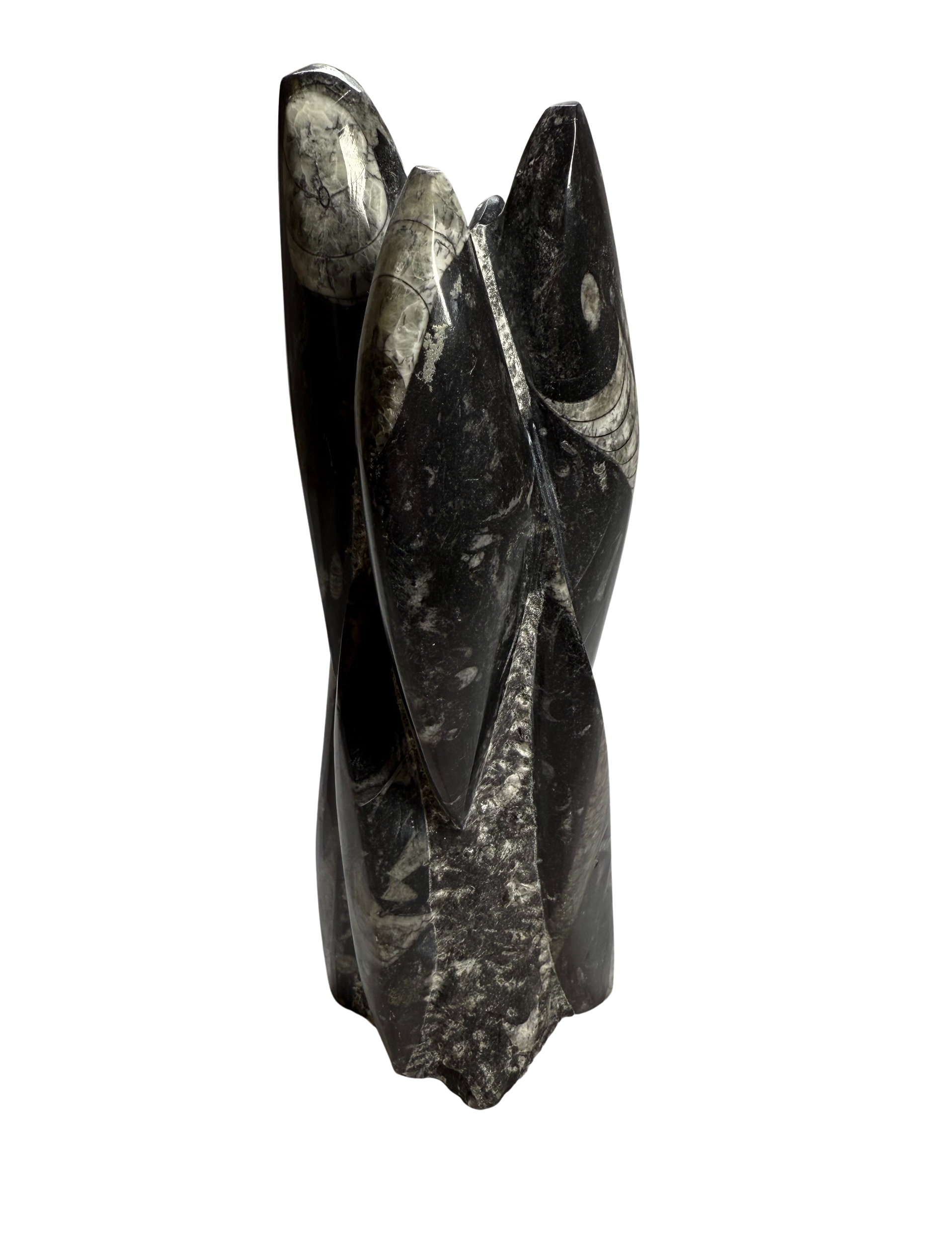 Orthocera