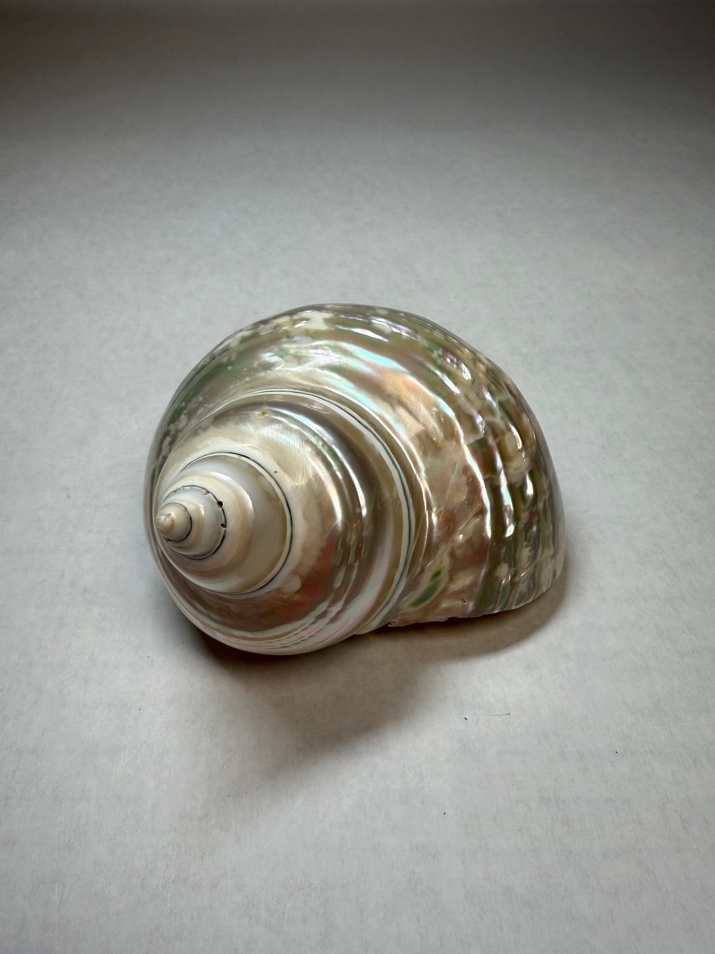 Green Turban Shell