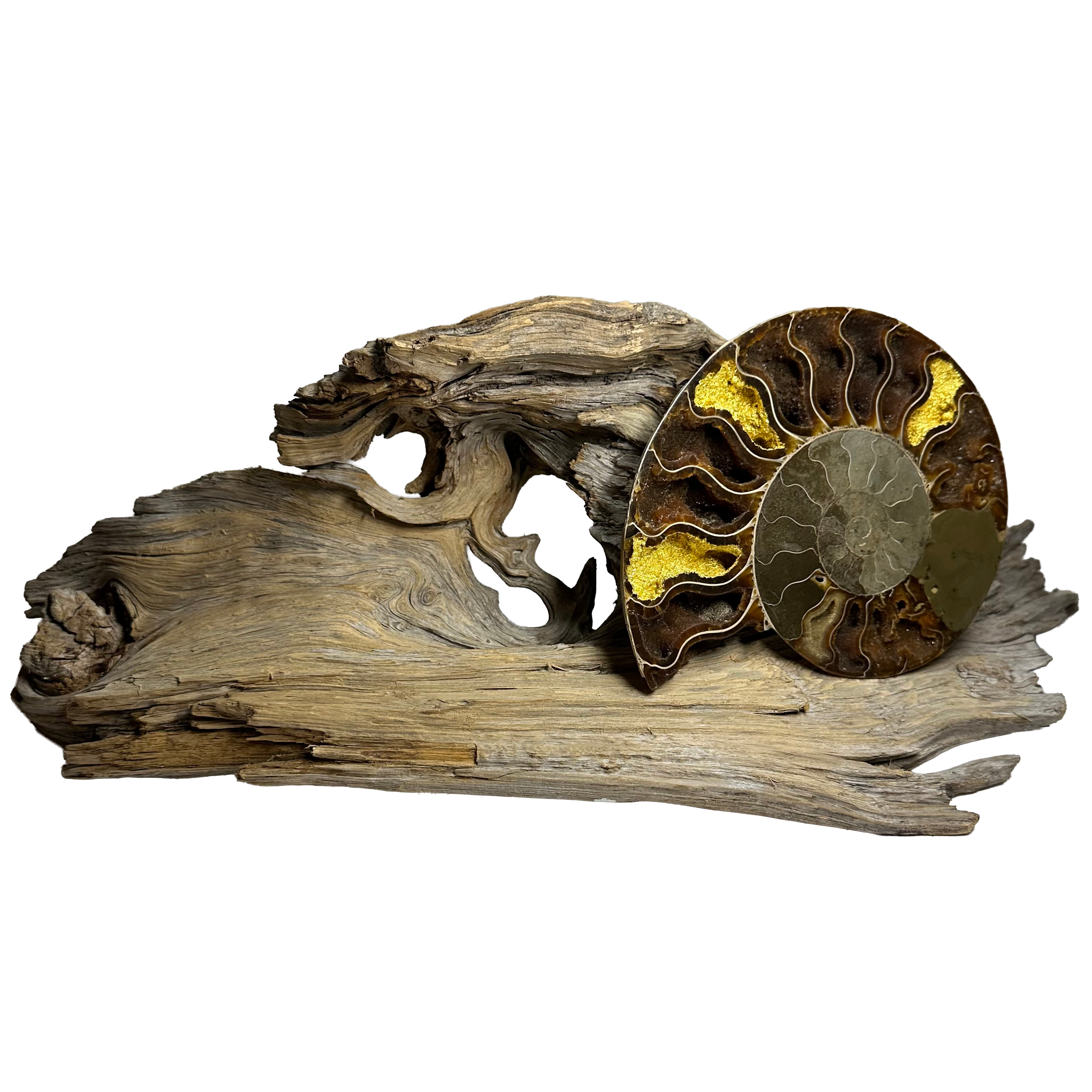 Gold Leafed Ammonite on Drift Wood