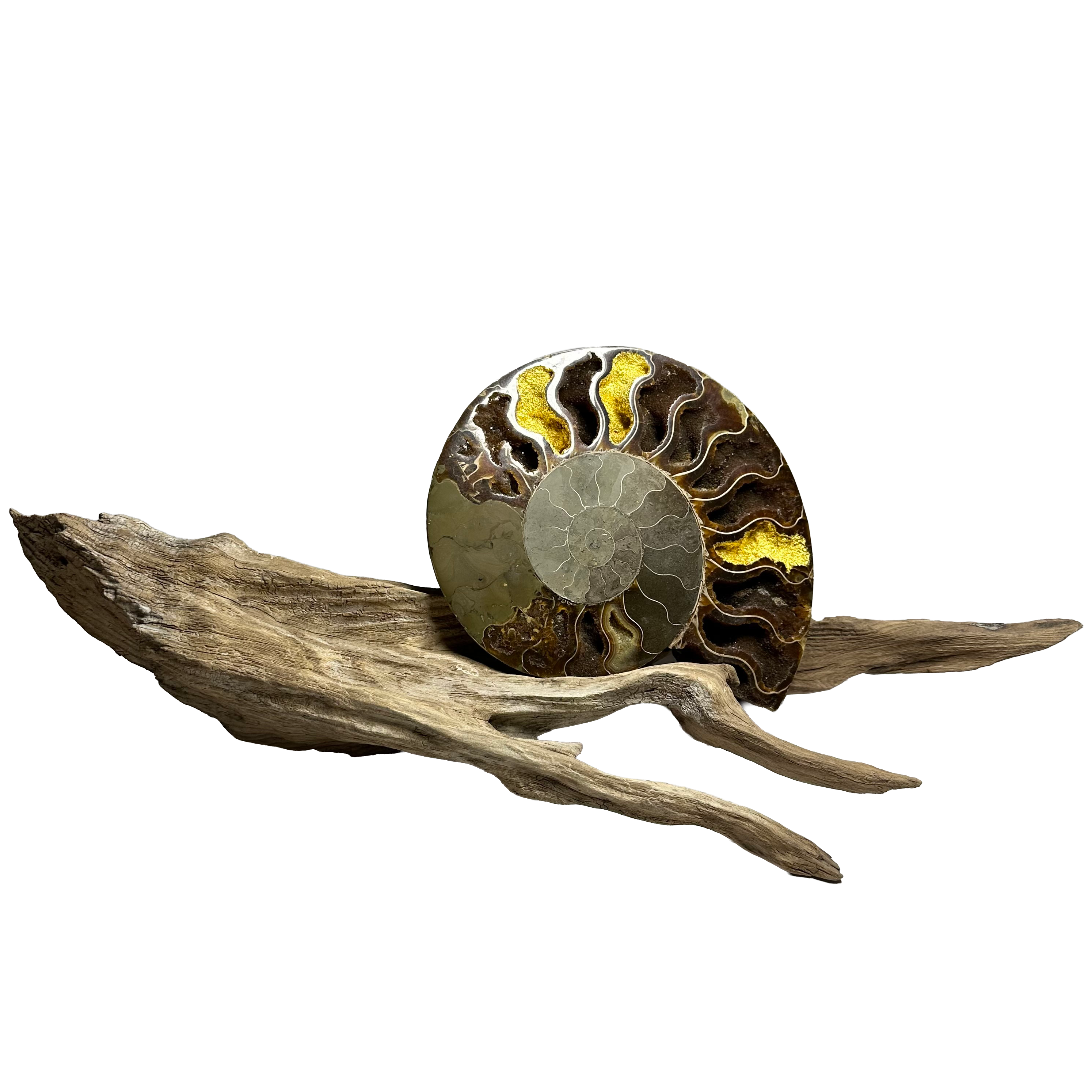 Gold Leafed Ammonite on Drift Wood