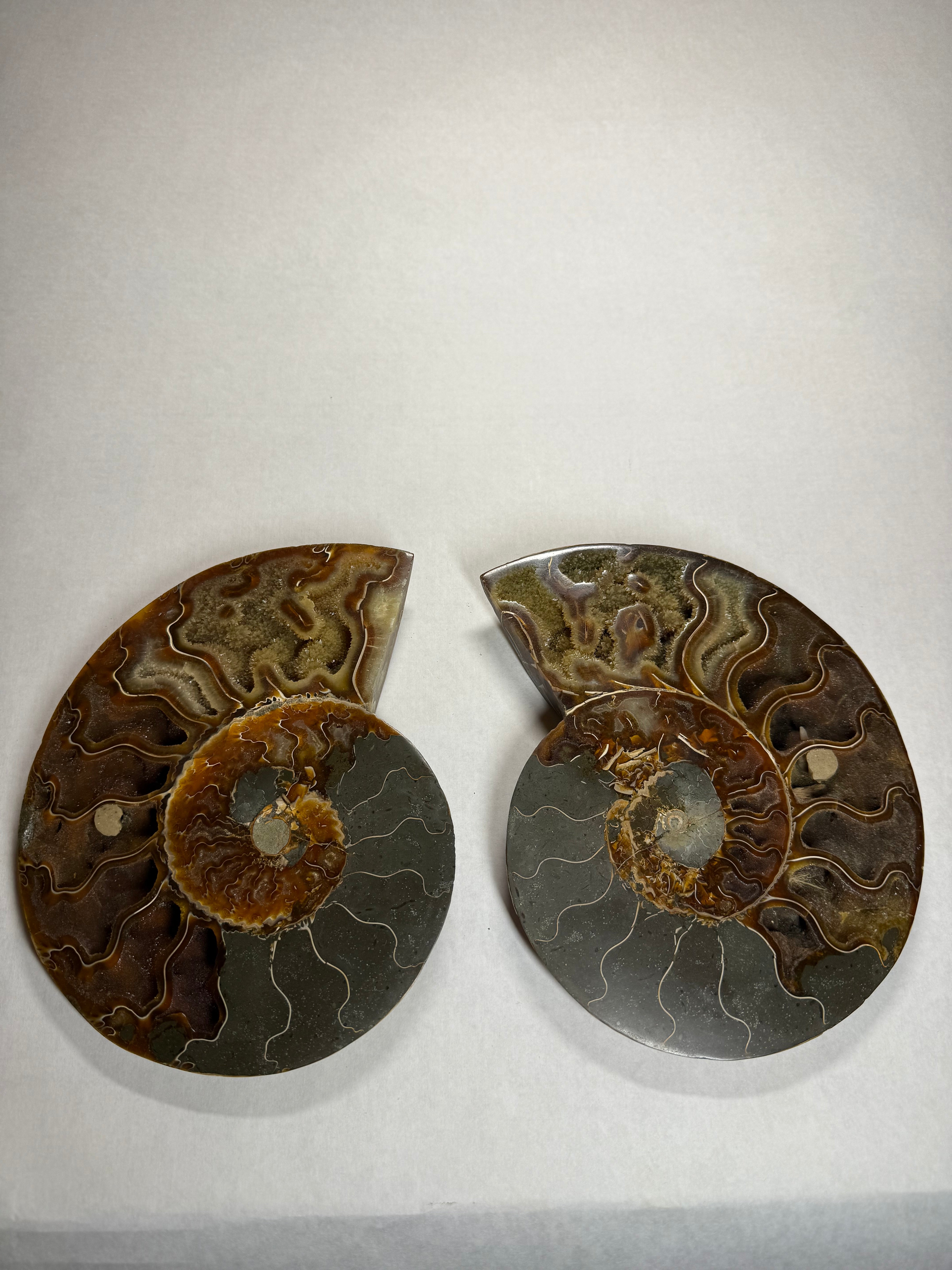 Paire d'ammonites (Madagascar)