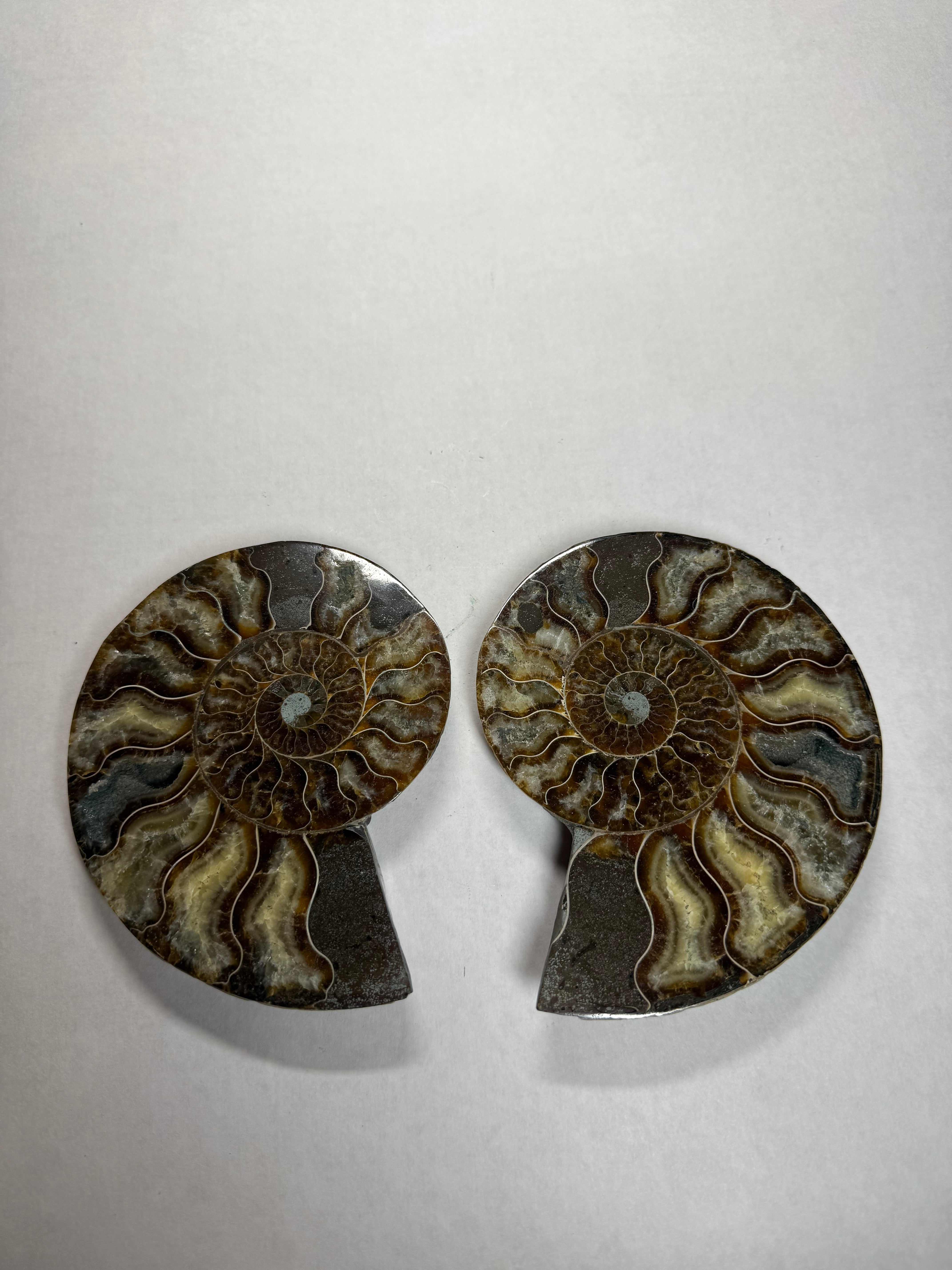 Paire d'ammonites (Madagascar)