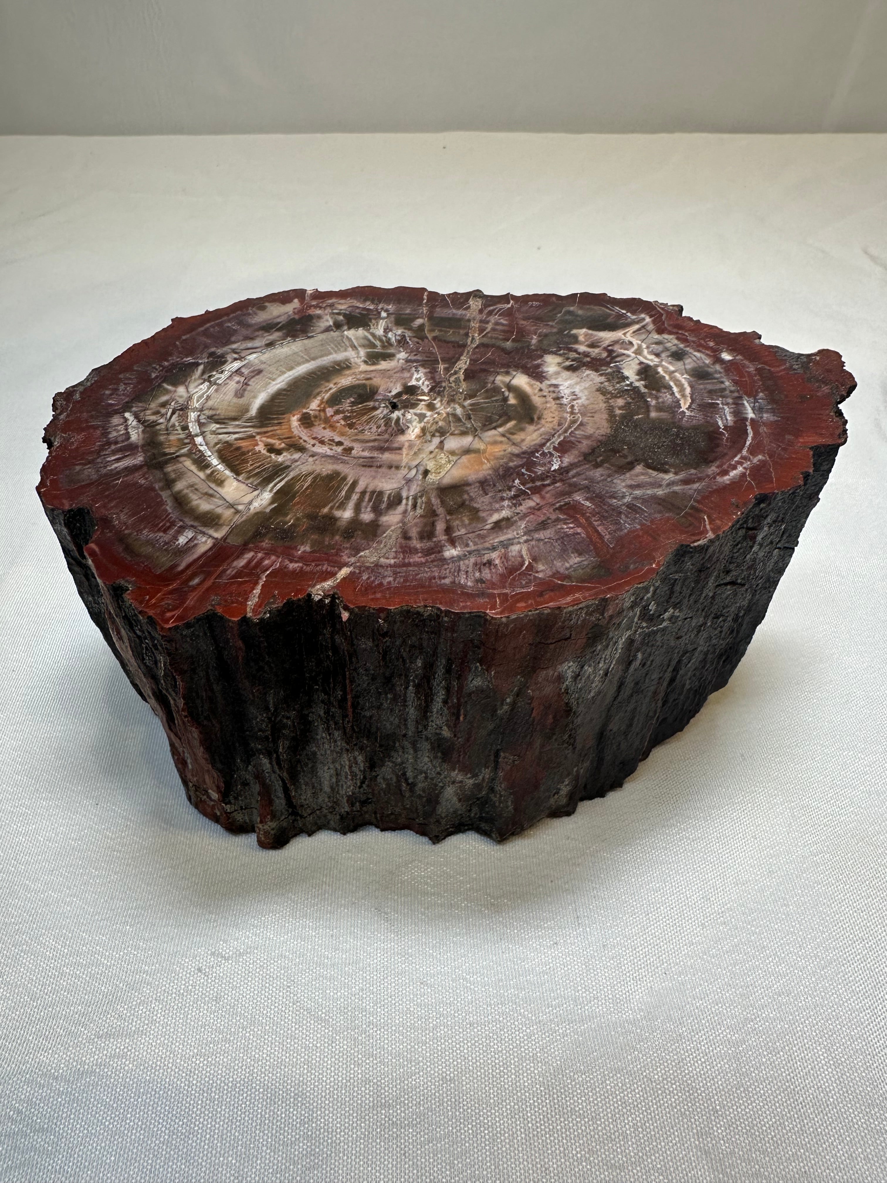 Petrified Wood