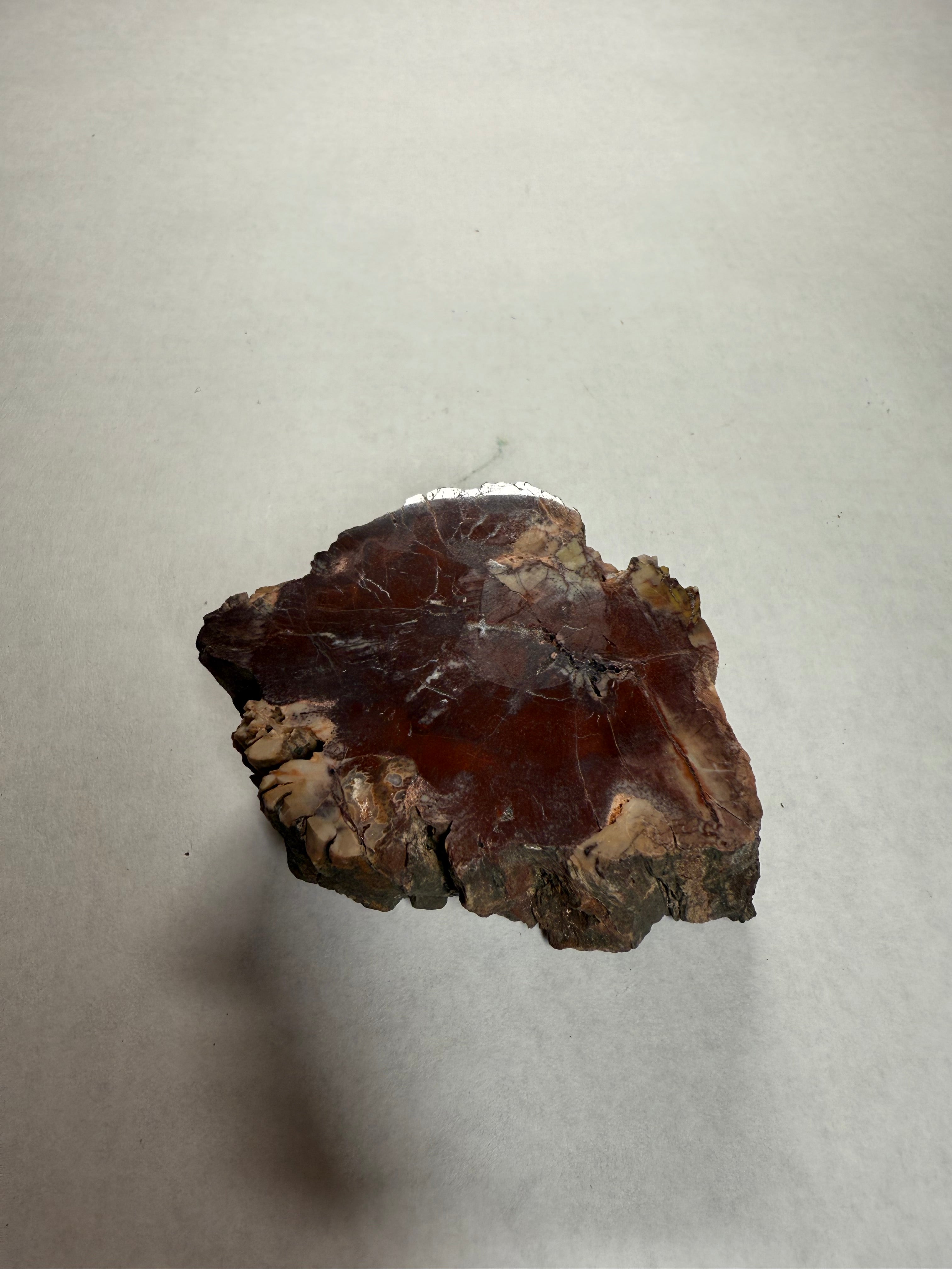 Petrified Wood (Navajo County Arizona)