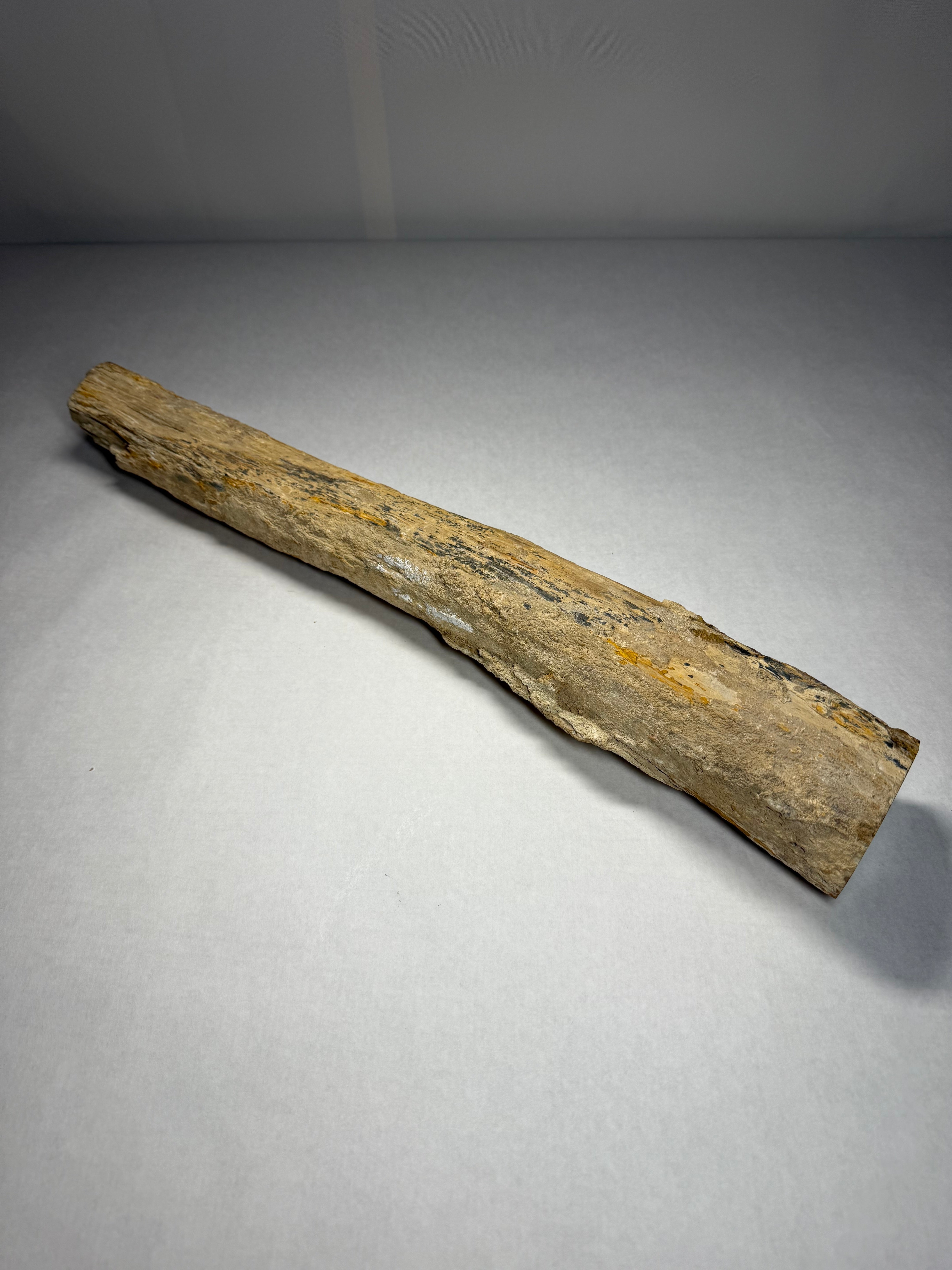 Dino Bone (16 M Y/O) Colorado Triceratops