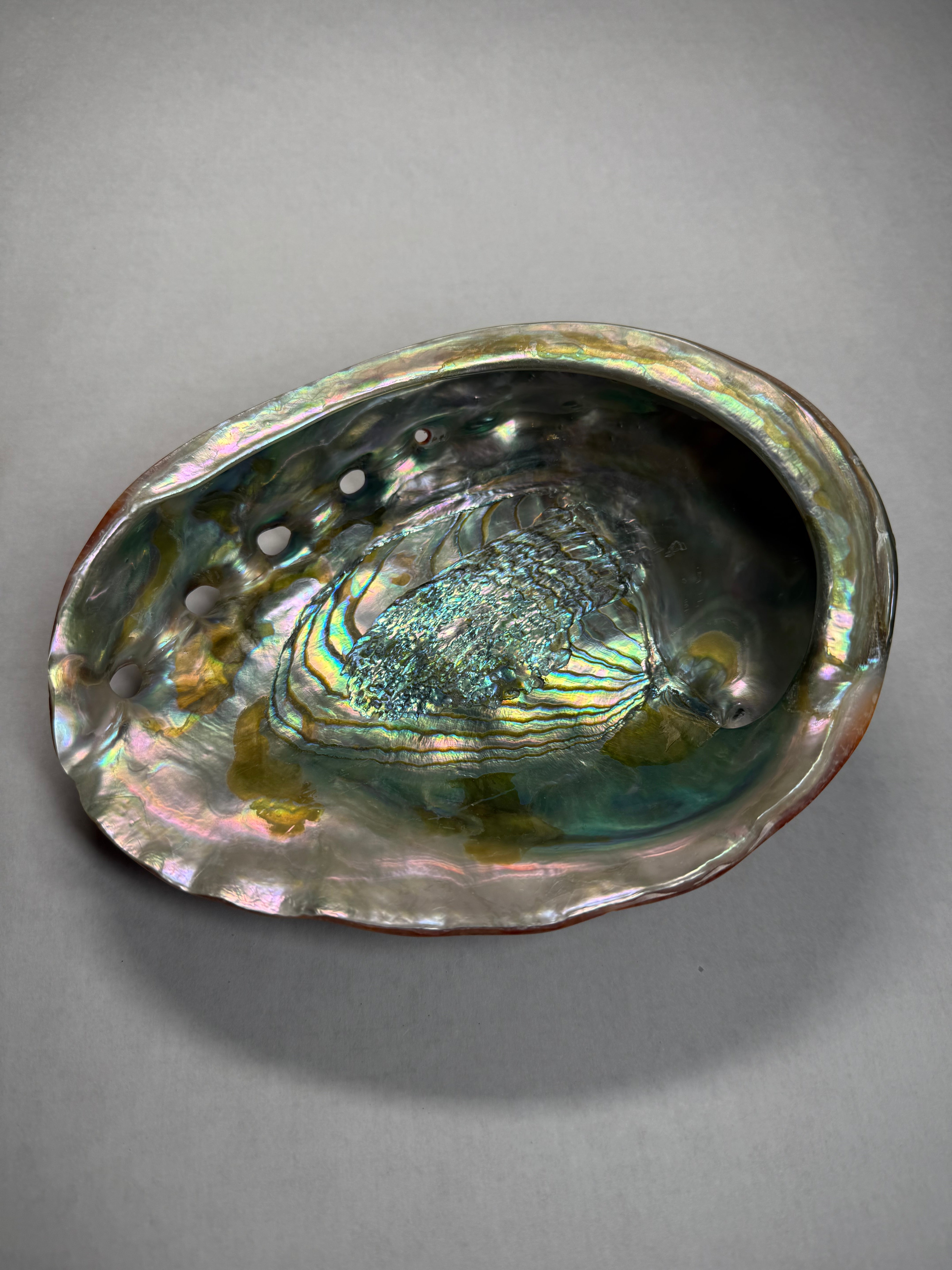 Abalone Shell (Mexico)