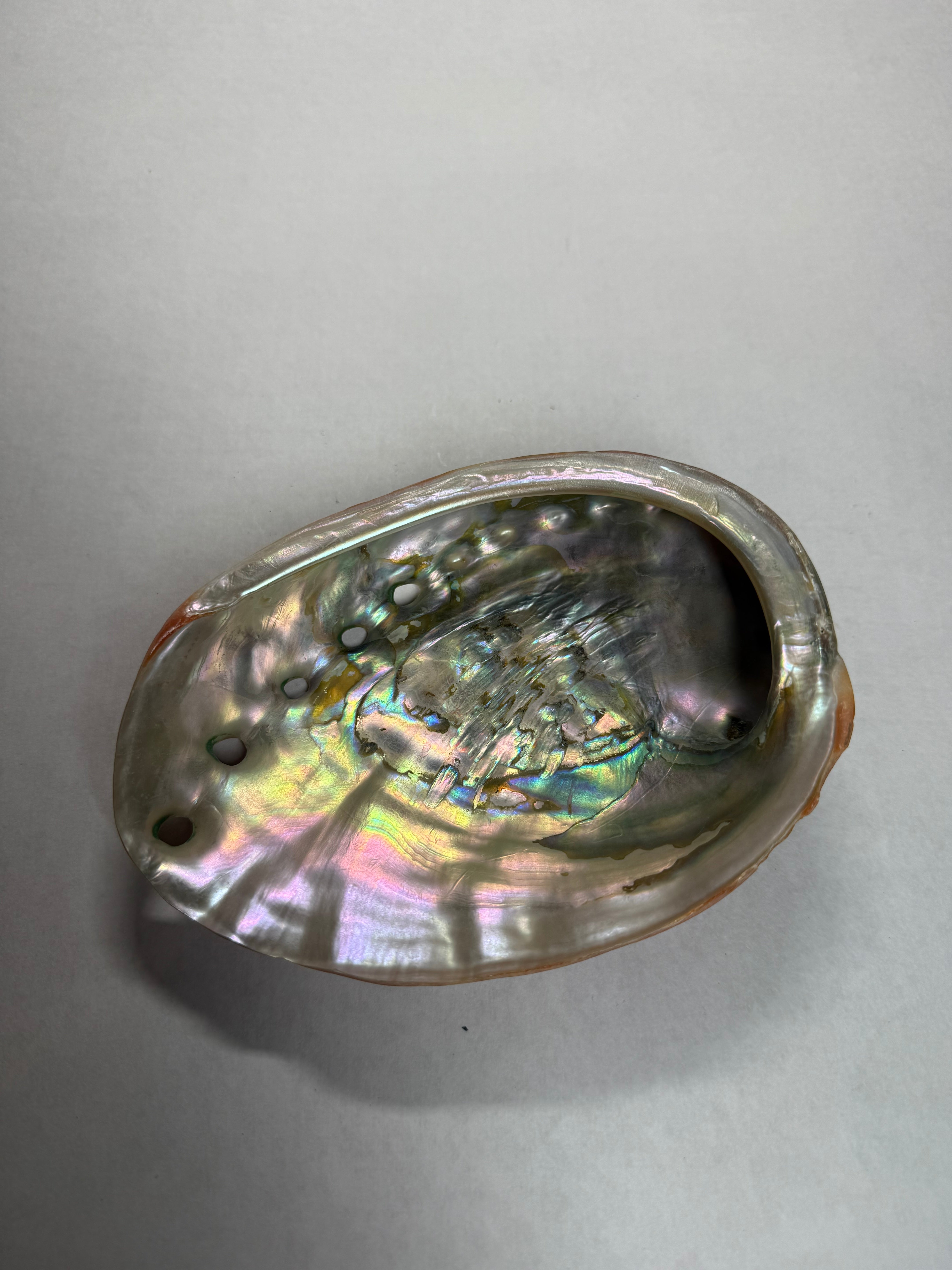 Abalone Shell (Mexico)
