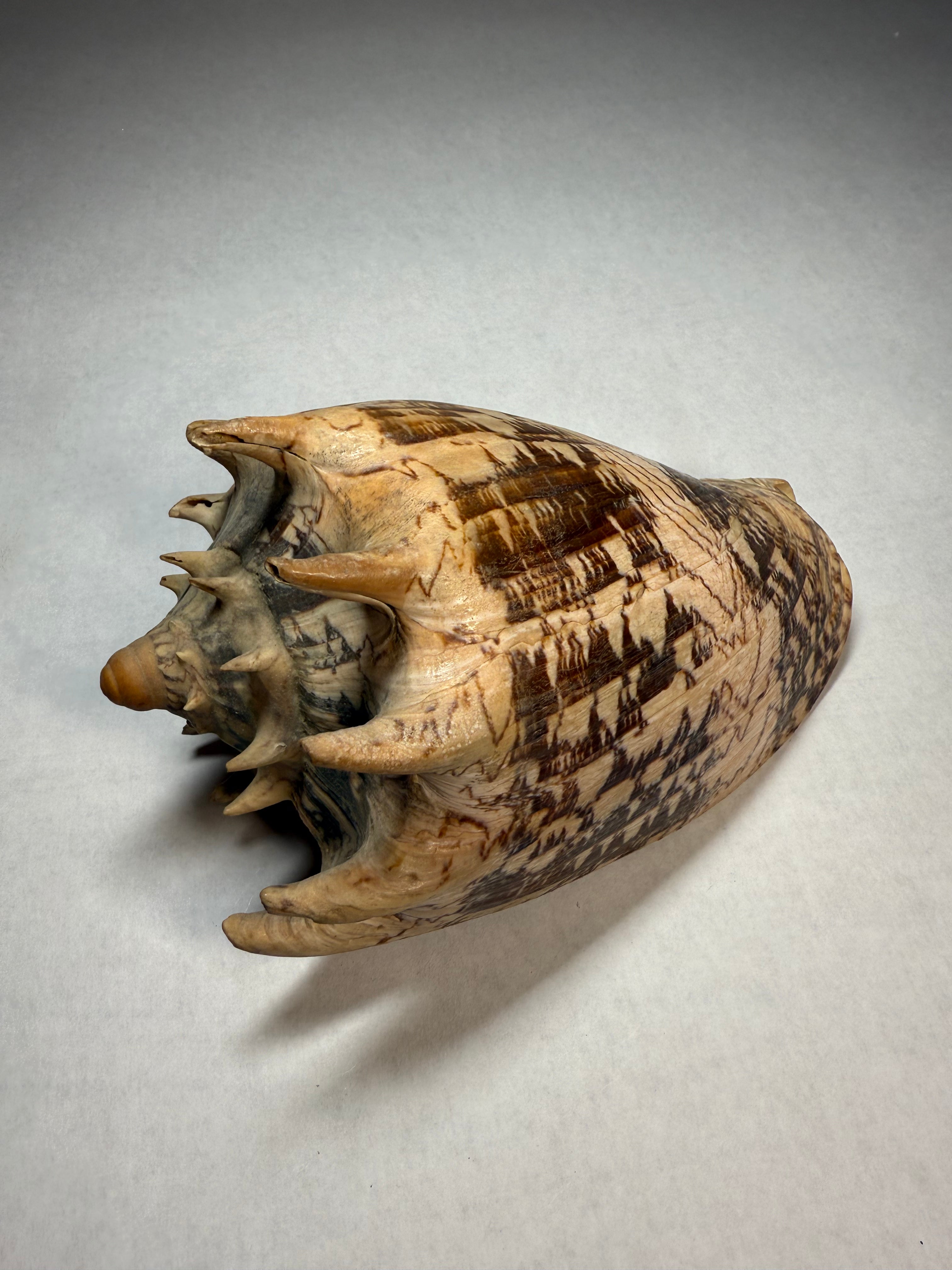 Cymbiola Imperialis (SW Philippines)