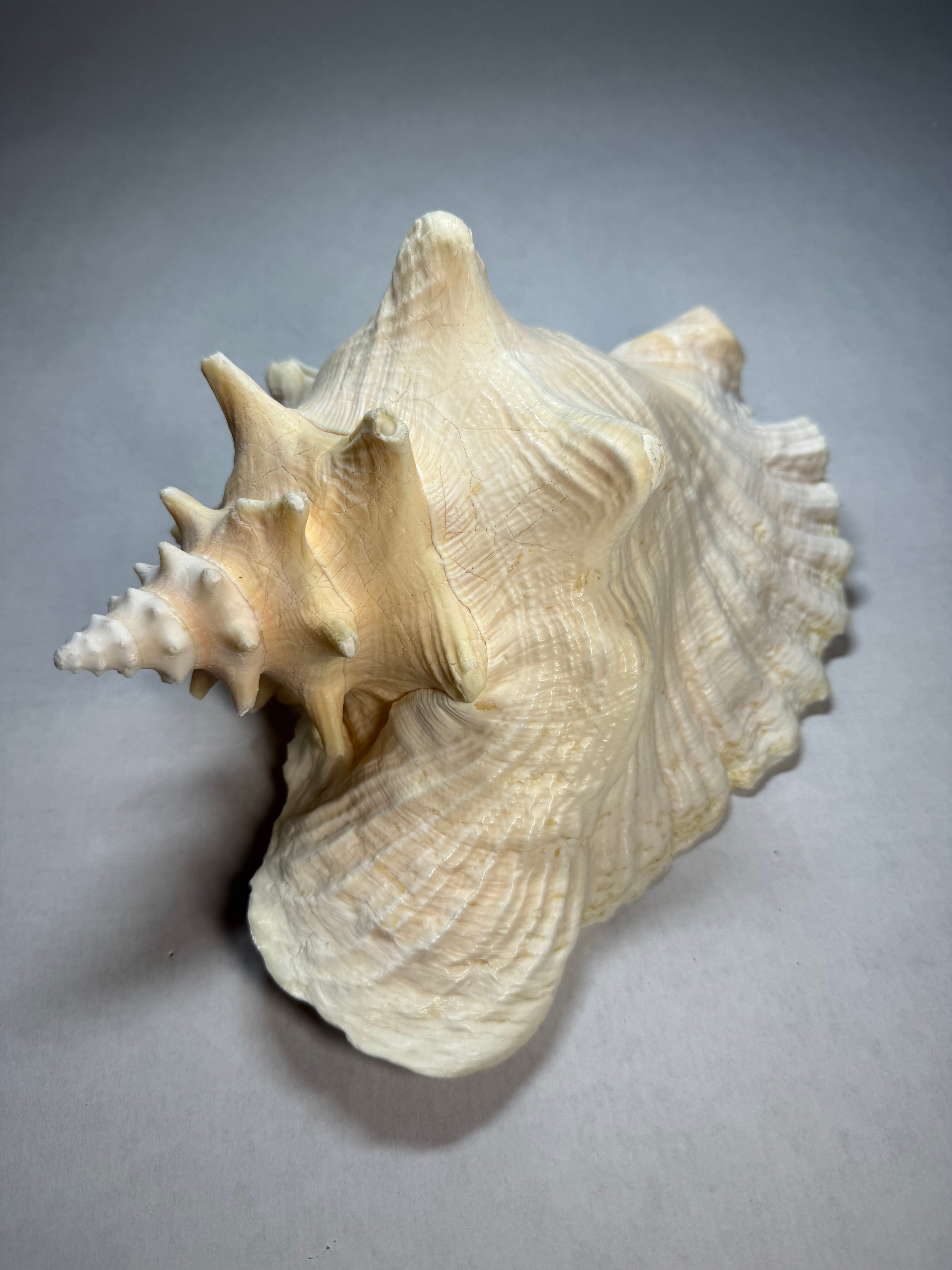 Conch Shell