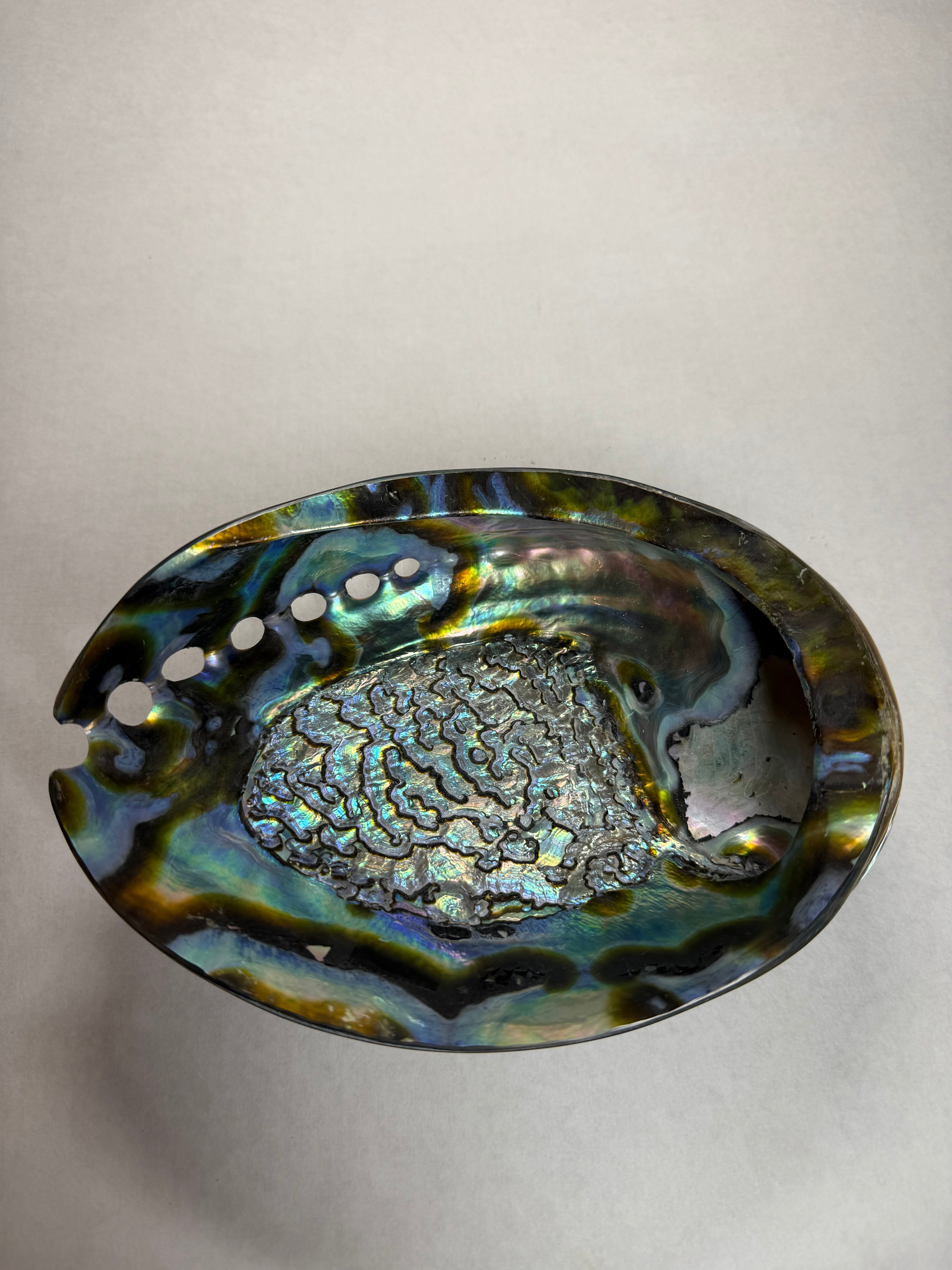 Abalone Shell (Africa)