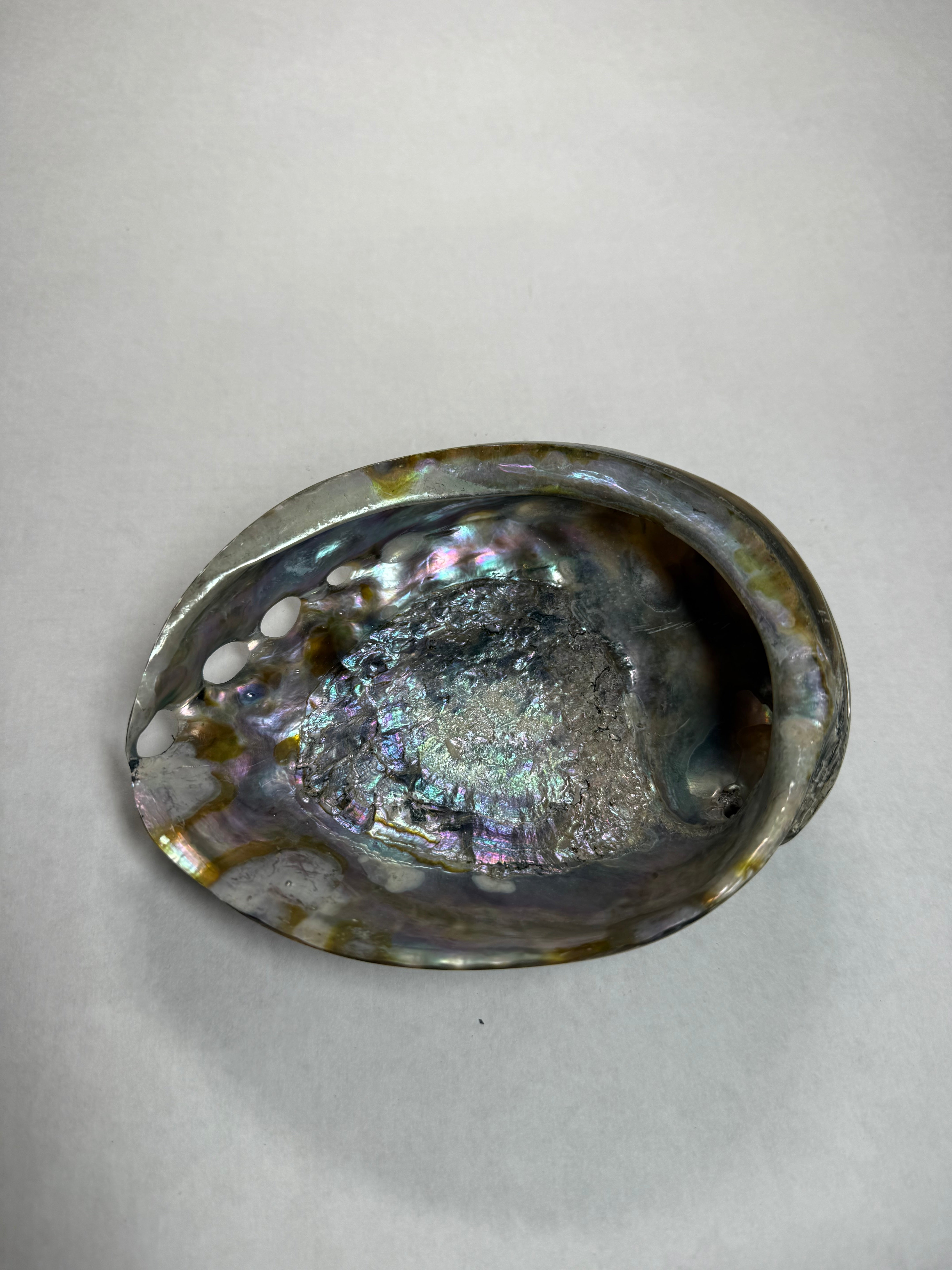 Abalone Shell (Africa)