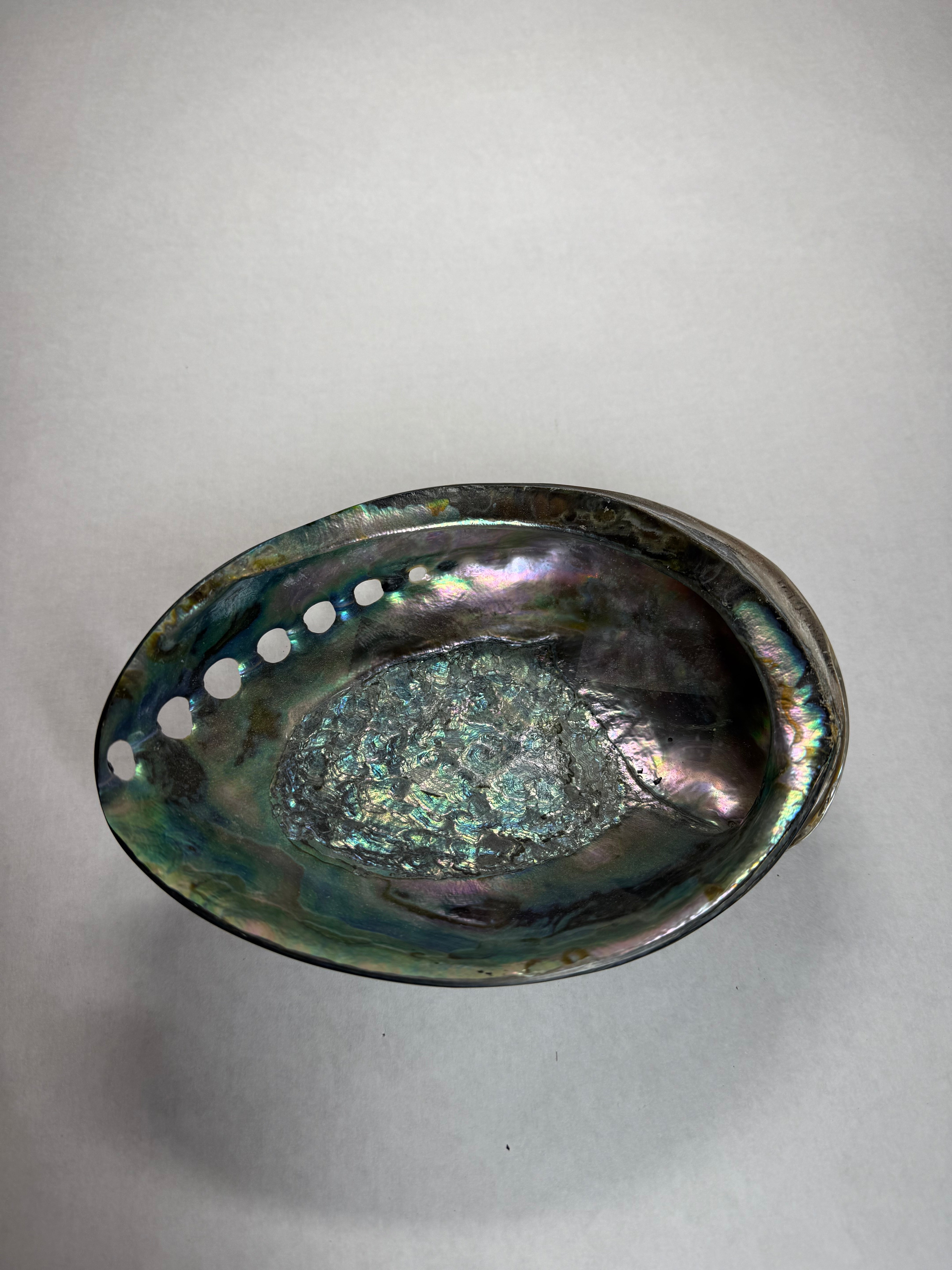 Abalone Shell (Africa)